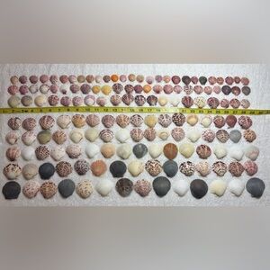 150 - Sanibel Island Scallop Seashell Collection.  Great for crafters!!